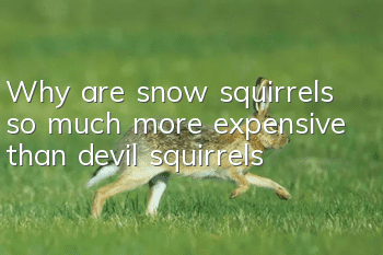 Why are snow squirrels so much more expensive than devil squirrels?