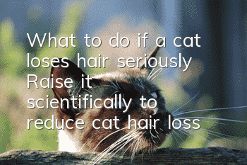 What to do if a cat loses hair seriously? Raise it scientifically to reduce cat hair loss