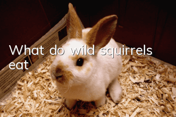 What do wild squirrels eat?