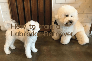 How to train a Labrador Retriever