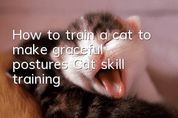 How to train a cat to make graceful postures? Cat skill training!