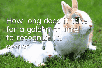 How long does it take for a golden squirrel to recognize its owner?
