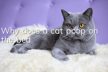 Why does a cat poop on the bed?