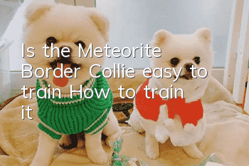 Is the Meteorite Border Collie easy to train? How to train it?