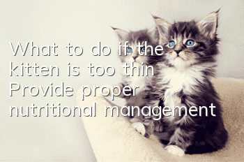 What to do if the kitten is too thin? Provide proper nutritional management