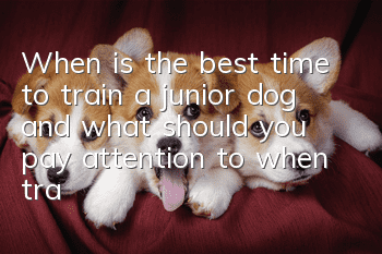 When is the best time to train a junior dog, and what should you pay attention to when training?