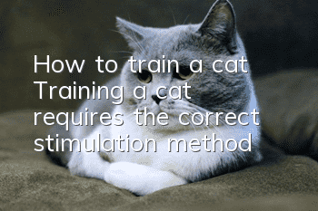 How to train a cat? Training a cat requires the correct stimulation method!