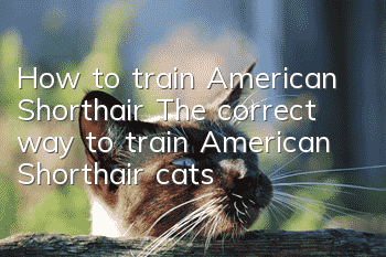 How to train American Shorthair? The correct way to train American Shorthair cats!
