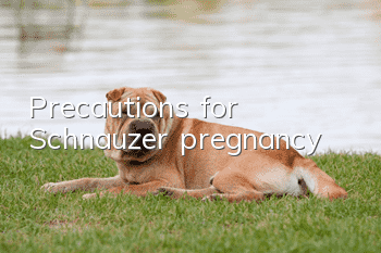 Precautions for Schnauzer pregnancy