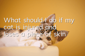 What should I do if my cat is injured and loses a piece of skin?