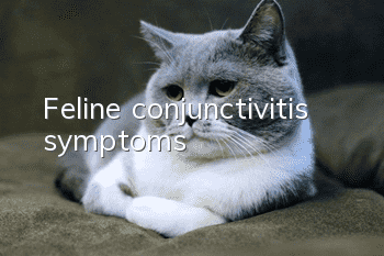 Feline conjunctivitis symptoms