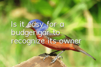 Is it easy for a budgerigar to recognize its owner?