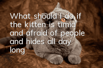 What should I do if the kitten is timid and afraid of people and hides all day long?