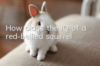 How old is the IQ of a red-bellied squirrel?