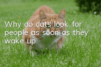 Why do cats look for people as soon as they wake up?