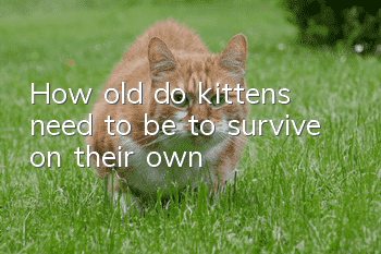 How old do kittens need to be to survive on their own?