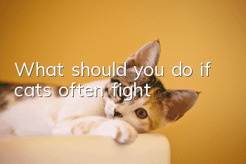 What should you do if cats often fight?