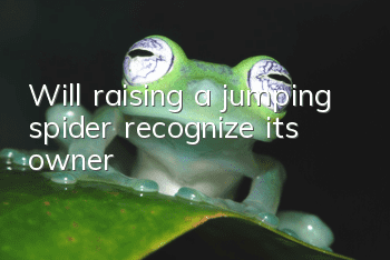 Will raising a jumping spider recognize its owner?