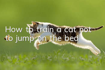 How to train a cat not to jump on the bed?