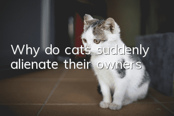 Why do cats suddenly alienate their owners?