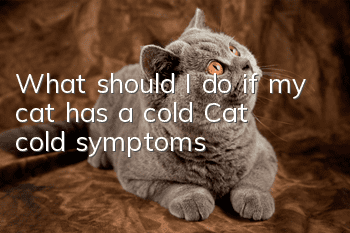 What should I do if my cat has a cold? Cat cold symptoms!