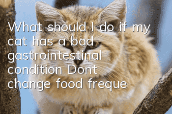 What should I do if my cat has a bad gastrointestinal condition? Don’t change food frequently
