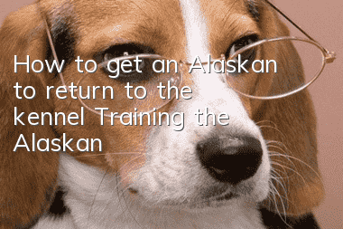How to get an Alaskan to return to the kennel? Training the Alaskan!