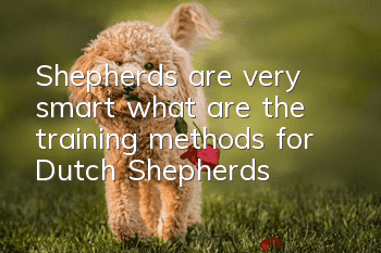 Shepherds are very smart, what are the training methods for Dutch Shepherds?