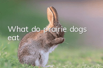 What do prairie dogs eat?