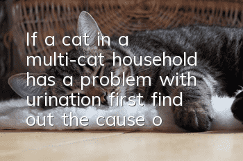 If a cat in a multi-cat household has a problem with urination, first find out the cause of the cat’s urination!