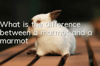 What is the difference between a marmot and a marmot?