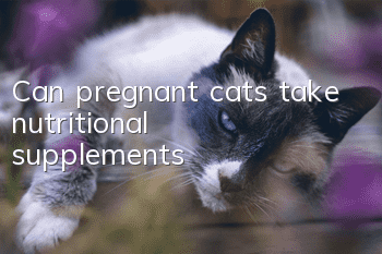 Can pregnant cats take nutritional supplements?