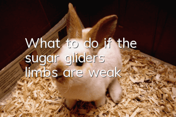 What to do if the sugar glider's limbs are weak