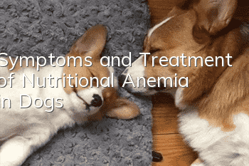 Symptoms and Treatment of Nutritional Anemia in Dogs