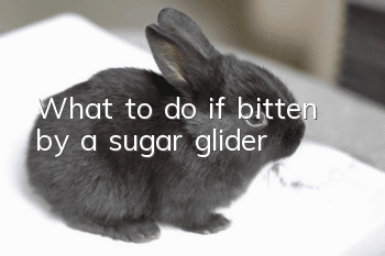 What to do if bitten by a sugar glider