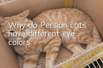 Why do Persian cats have different eye colors?