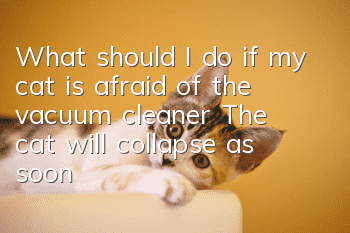 What should I do if my cat is afraid of the vacuum cleaner? The cat will collapse as soon as it encounters the vacuum cleaner!