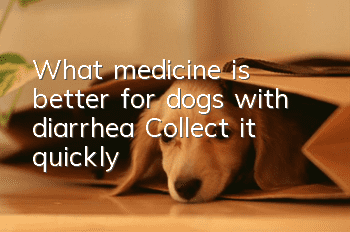 What medicine is better for dogs with diarrhea? Collect it quickly!