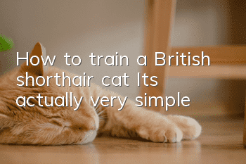 How to train a British shorthair cat? It’s actually very simple!