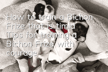 How to train a Bichon Frize that is timid? Tips for training a Bichon Frize with courage!