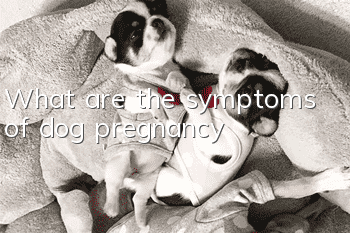 What are the symptoms of dog pregnancy?