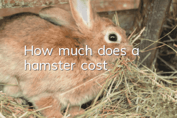How much does a hamster cost?