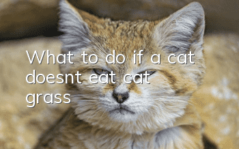 What to do if a cat doesn’t eat cat grass