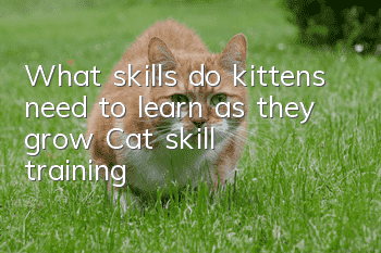 What skills do kittens need to learn as they grow? Cat skill training!