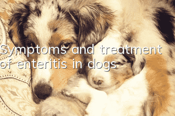 Symptoms and treatment of enteritis in dogs