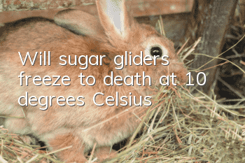 Will sugar gliders freeze to death at 10 degrees Celsius?