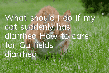 What should I do if my cat suddenly has diarrhea? How to care for Garfield’s diarrhea!