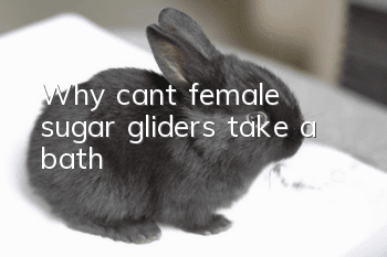 Why can’t female sugar gliders take a bath?