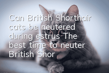 Can British Shorthair cats be neutered during estrus? The best time to neuter British Shorthair cats!