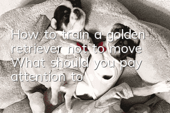 How to train a golden retriever not to move? What should you pay attention to?
